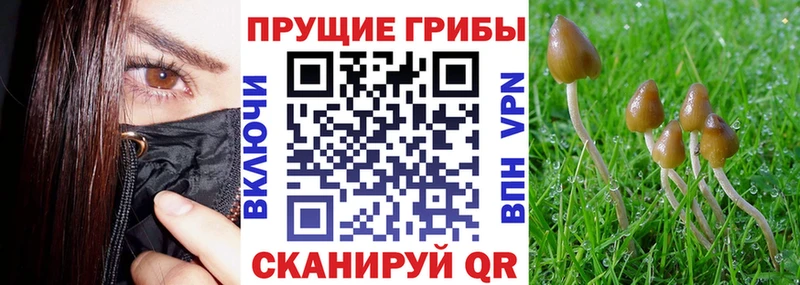 Галлюциногенные грибы Psilocybine cubensis Рошаль